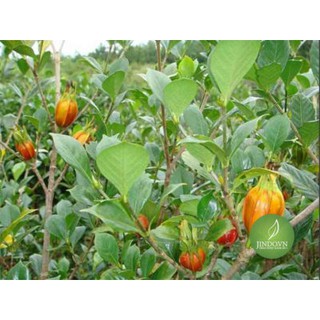 100gr Hạt dành dành (Chi tử) thượng hạng JD132