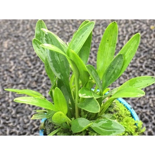 Tiêu thảo mũi tên mini
