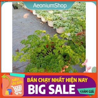 Cây Ngò Tây Pasley Siêu Xoắn - Petroselimun Sativun 😌