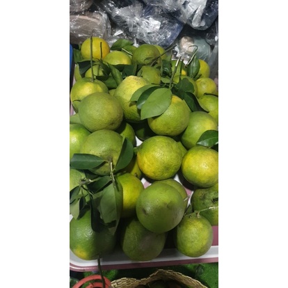 Cam xoàn nguyên trái vườn vĩnh long trồng bao ngon ngọt