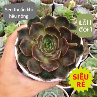 Sen đá Bông Hồng Tím size trung 10-12cm siêu rẻ đẹp