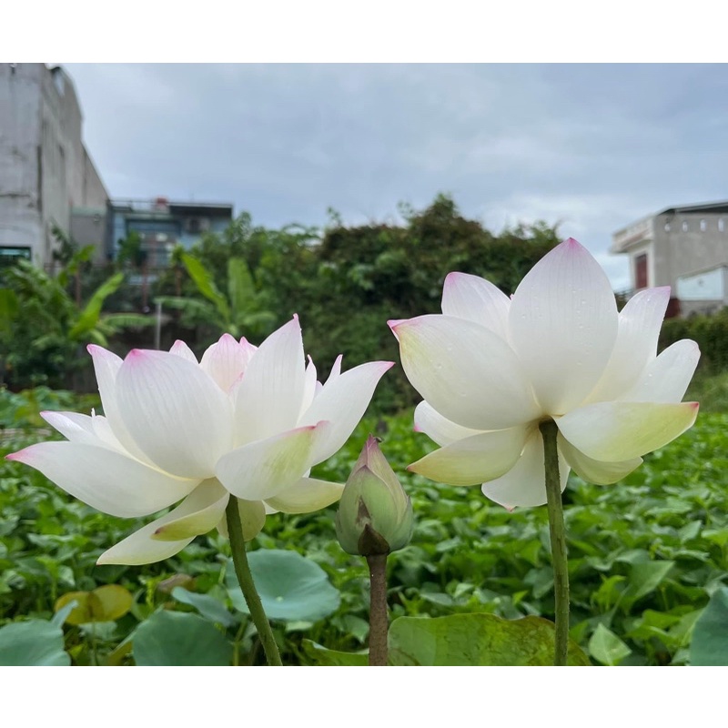 Củ sen Như Ý
