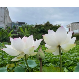 Củ sen Như Ý