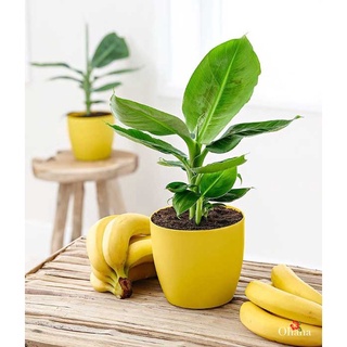 CÂY GIỐNG CHUỐI CẢNH MINI  - (TRỒNG CHẬU LÀM TIỂU CẢNH TRONG NHÀ )