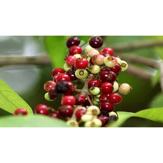 Cây giống sắn thuyền- Trái cây tuổi thơ- Đặc sản miền tây-Trang trí sân vườn-Cây hoa kiểng Đồng Tháp