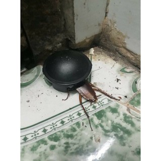Thuốc diệt gián nhật bản