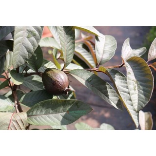 Cây 🌲 Ổi Tím Malay lá đỏ trái đỏ
