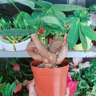 Cây kim ngân nơ kèm chậu sứ