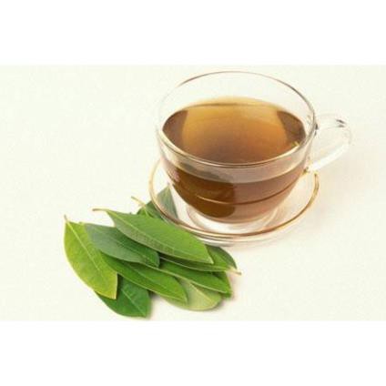 Cây lá vối nếp giống