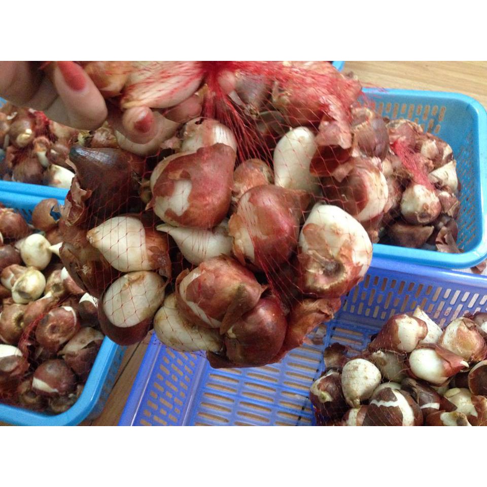 Bộ 5 củ giống hoa tulip hoa màu trắng - TULIPT