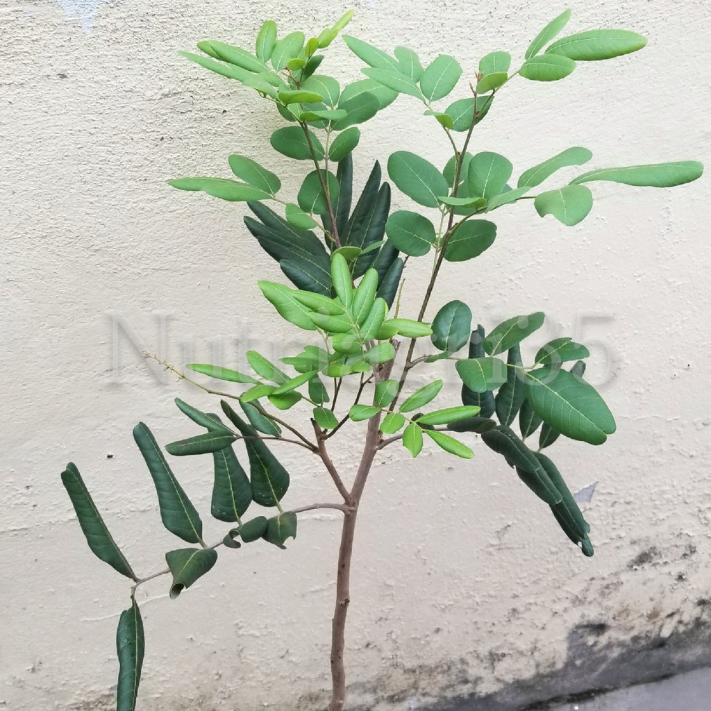 Cây Giống Nhãn Xuồng Cơm Vàng_trái to thịt dày_Ghép chui cành nhanh cho trái