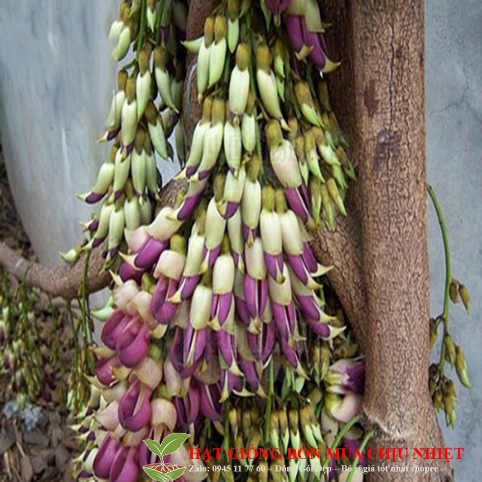 Dây leo hoa Huyết long như thân rồng cuốn mềm mại 5 hạt