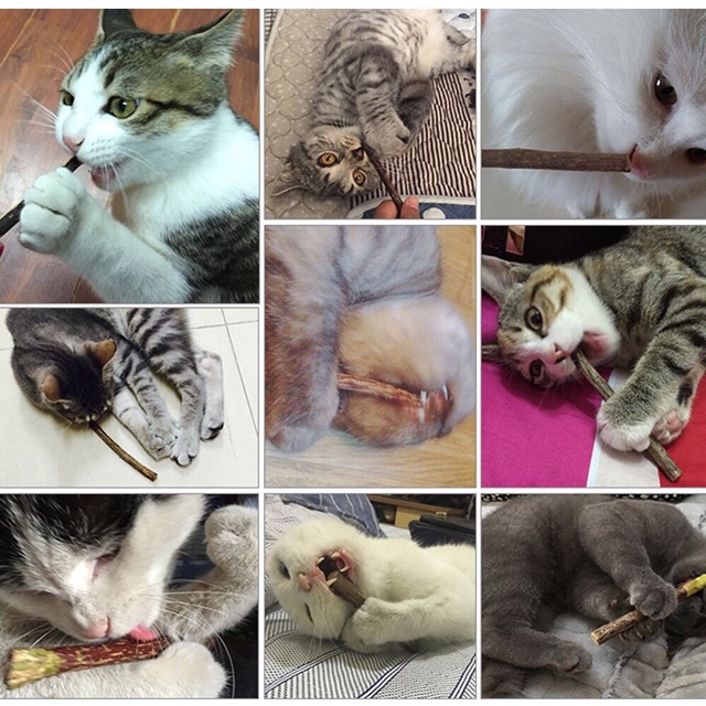 Túi 5 QUE GỖ cho mèo HAHALE Cat Treat