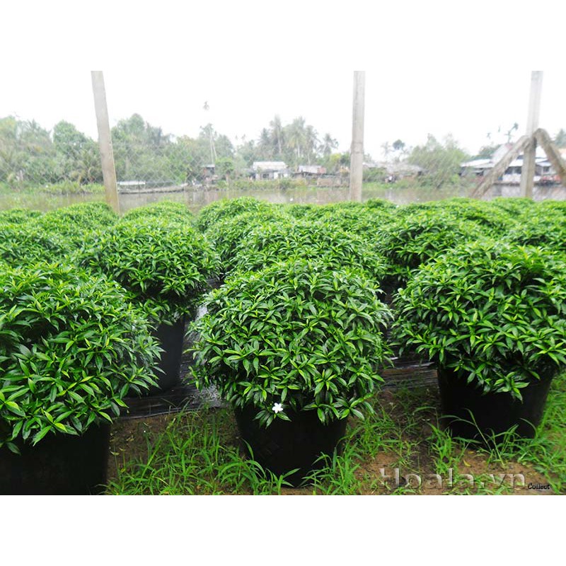 BẦU CÂY GIỐNG MAI VẠN PHÚC