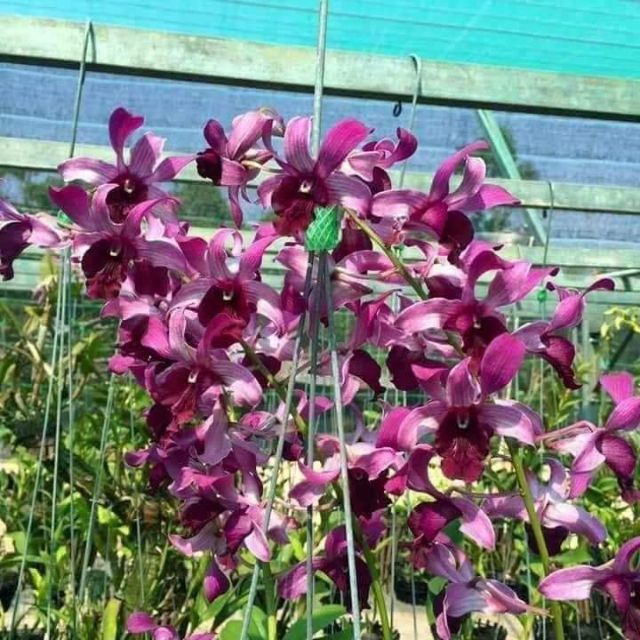 Denro nắng bò tím giống