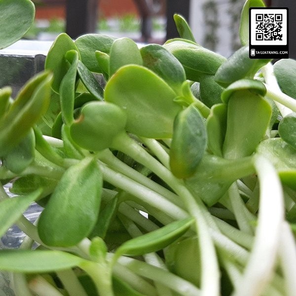 Hạt giống rau mầm hướng dương - Gói 50g/ 20g
