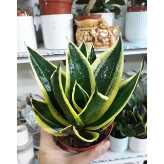 Lưỡi Hổ Thái Xanh Chậu Nhựa