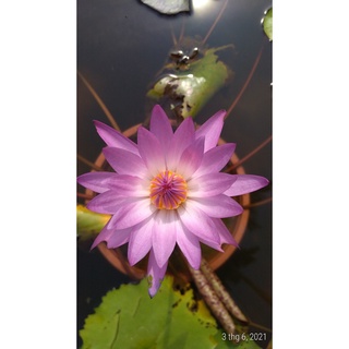 Hoa súng Thái Lan - Mỹ - Việt Nam nhiều màu sắc đã có hoa và nụ (ship cả chậu)