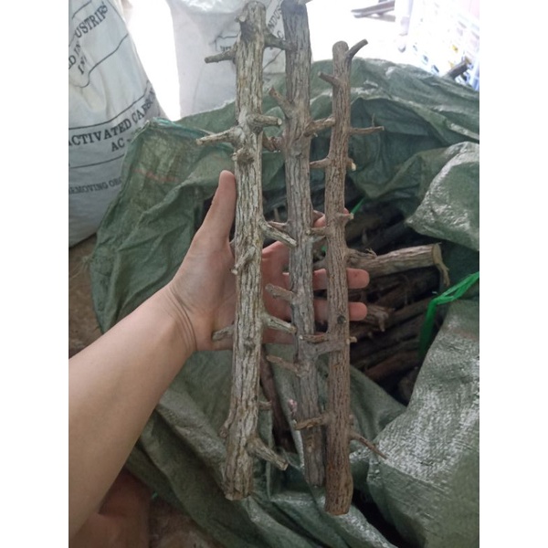 Lũa Thạch Sùng -500g size nhỏ từ 2_4cm setup layout rừng thủy sinh.