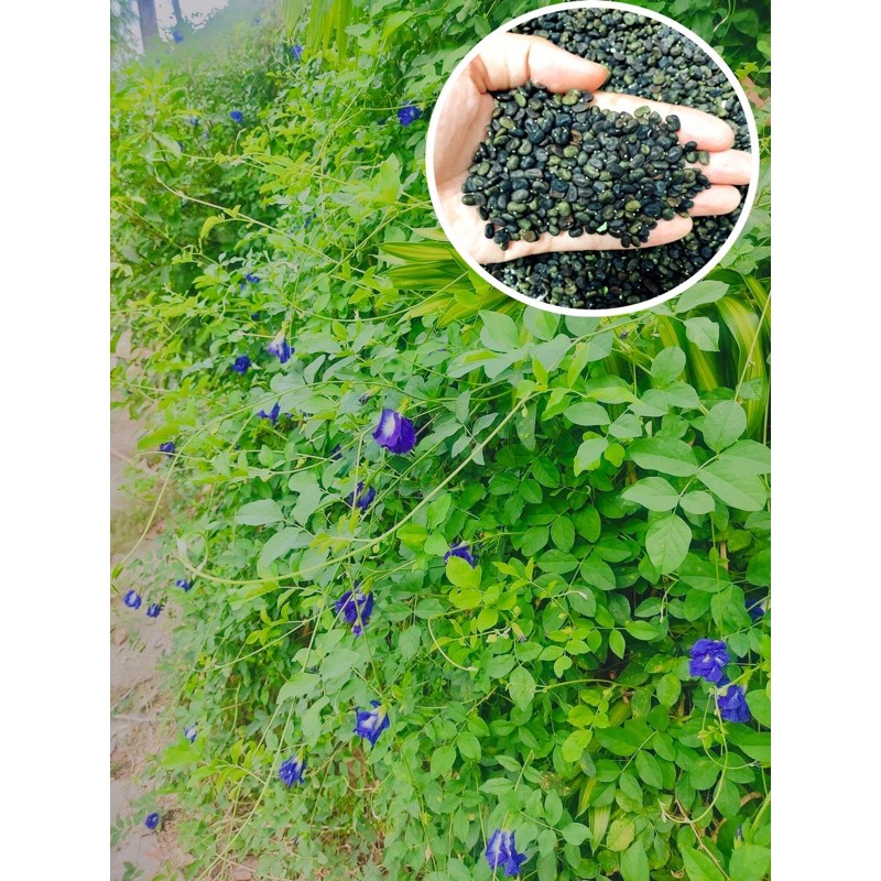 HẠT HOA ĐẬU BIẾC ( 10 hạt)