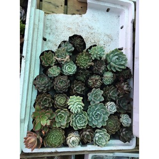 Sen đá size BẦU mix 10 cây