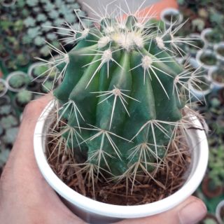 Xương rồng kim hổ