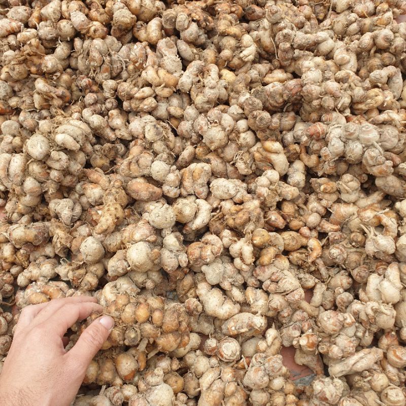 Địa Liền 1kg tươi