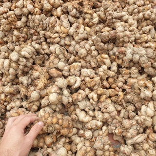 Địa Liền 1kg tươi