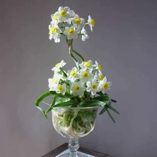 Củ giống hoa thủy tiên( củ nhỏ củ giống)
