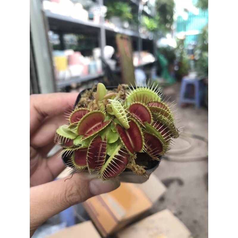 Cây bẫy kẹp bắt mồi - Venus Flytrap