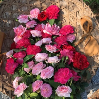 HỒNG LEO MOON COEURO NHẬT BẢN