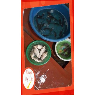 [Xả Kho] lồng bát quái cao cấp loại đẹp