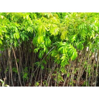 Cây sấu ăn quả cho quả sau 1 năm + Tặng 01 cây dâu da đất( bòn bon)