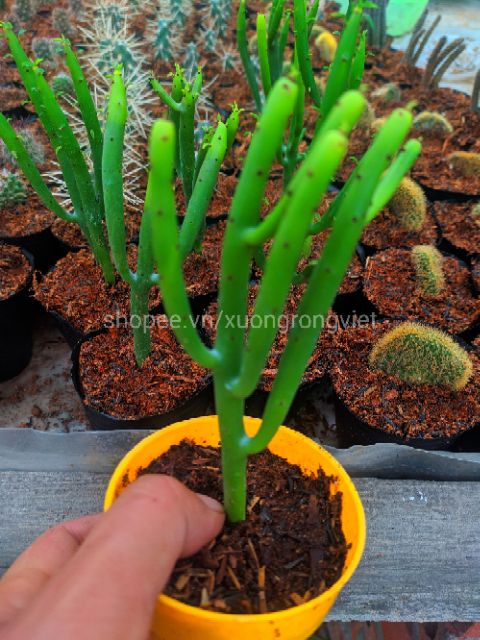 Cây Xương rồng Xa Mạc Xanh ( Euphorbia)