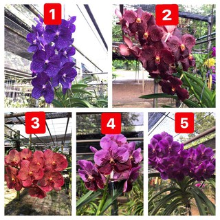 cây giống lan vanda, hàng nhập thái lan, đủ màu