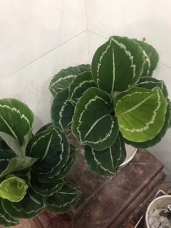 Đuôi công lá xanh viền