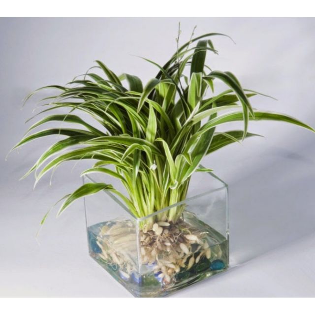 Chậu Lan Chi thủy sinh để bàn