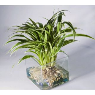 Chậu Lan Chi thủy sinh để bàn