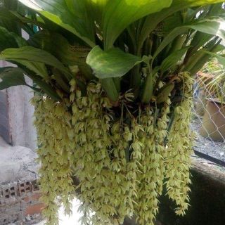 Lan thanh đạm trưởng thành sắp hoa