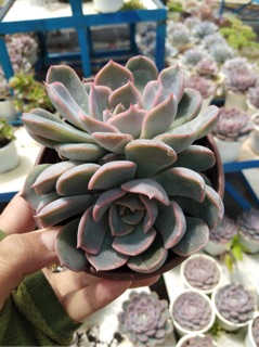 SEN ĐÁ LIÊN ĐÀI HỒNG SIZE LỚN