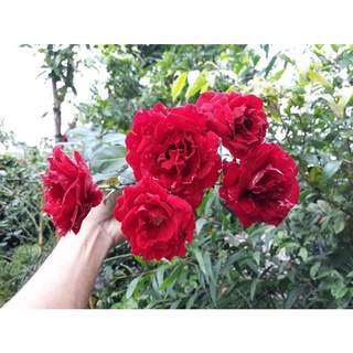 Hoa hồng leo cổ Hải Phòng + tặng phân bón cho cây khỏe mạnh