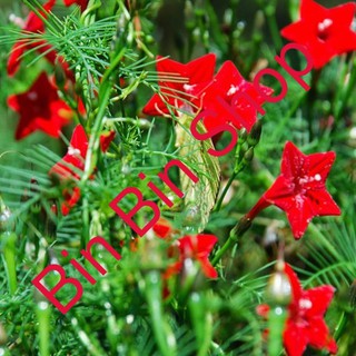 Hạt giống hoa tóc tiên dây leo - 10 hạt