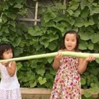 Hạt giống bầu siêu dài 2m