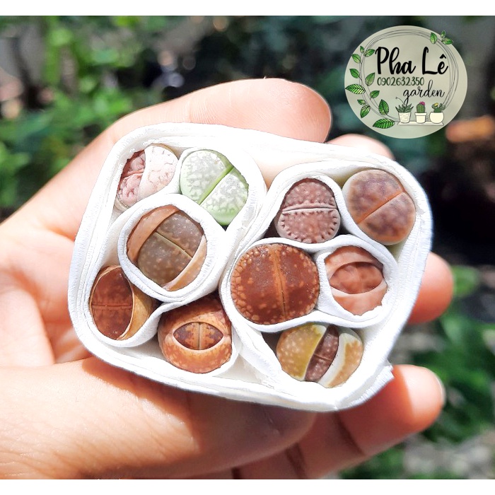 Combo 10 cây sen mông/lithops