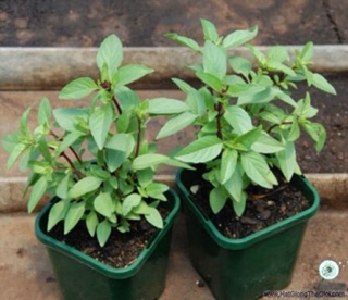 Hạt giống húng quế 5gr