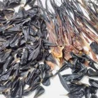 Sỉ như lẻ mật kỳ đà