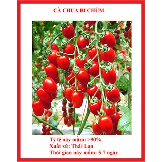 hạt giống cà chua bi chùm đỏ gói 30 hạt