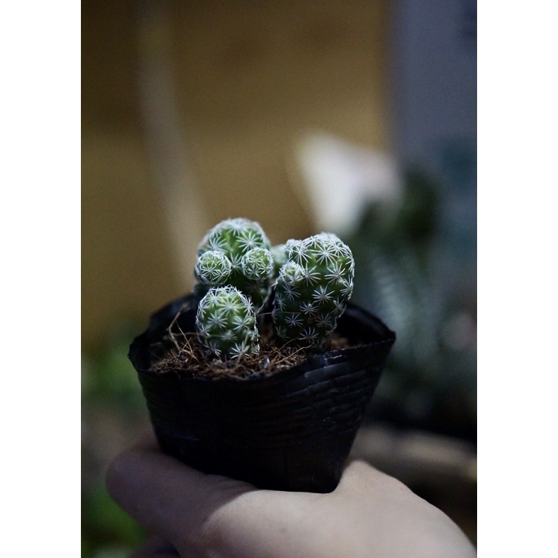 Xương rồng trứng chim