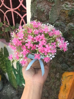 Combo 5 lọ hoa cỏ
