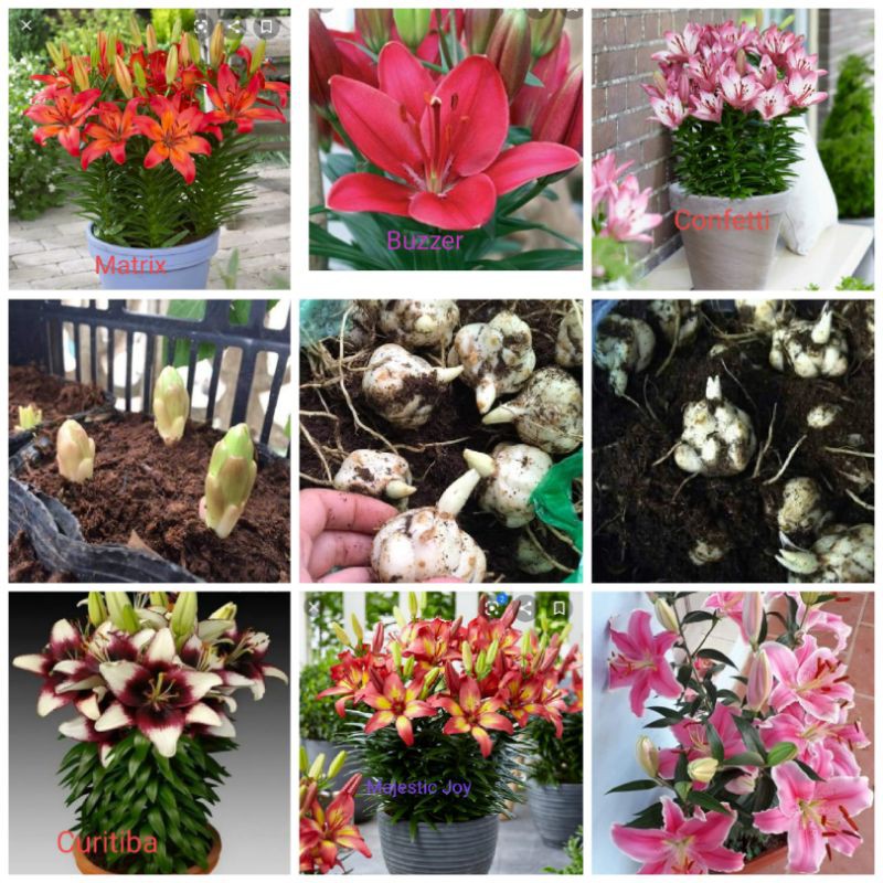 1 củ hoa ly lùn màu tùy chọn